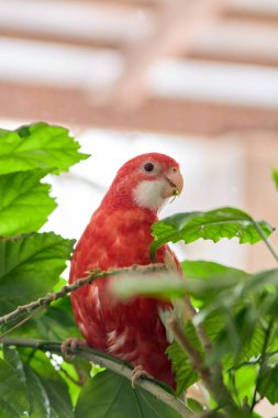Rosella papağanı rengi yakutu bir Çin gülünün dalında duruyor. Kapalı mekanda gün ışığında fotoşoplama.