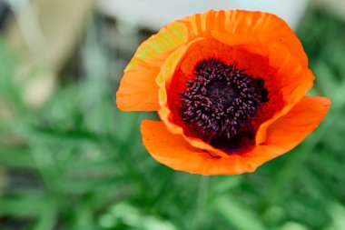 Yabani parlak kırmızı poppie çiçek yakın çekim. Doğa.
