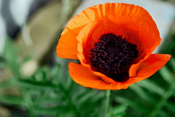 Wilde heldere rode Poppie bloem close-up. Aard. — Stockfoto