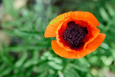 Yabani parlak kırmızı poppie çiçek yakın çekim. Doğa.