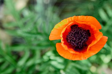 Yabani parlak kırmızı poppie çiçek yakın çekim. Doğa.