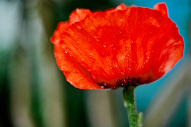 Yabani parlak kırmızı poppie çiçek yakın çekim. Doğa.