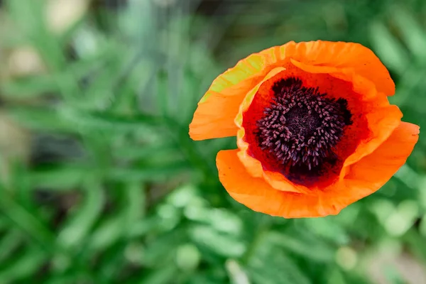 Dziki jasny czerwony kwiat poppie zbliżenie. Natura. — Zdjęcie stockowe