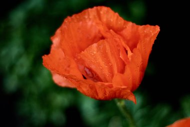 Yabani parlak kırmızı poppie çiçek yakın çekim. Doğa.