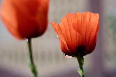 Vahşi parlak kırmızı haşhaş çiçekler yakın çekim. Doğa.