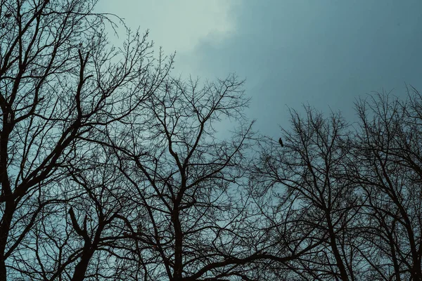 Automne ciel sombre et arbres sans feuilles — Photo