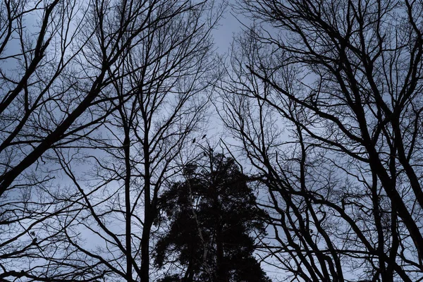 Herbstdüsterer Himmel und blattlose Bäume — Stockfoto