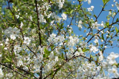 B karşı ilkbaharda bir çiçek açan elma ağacının Dalları