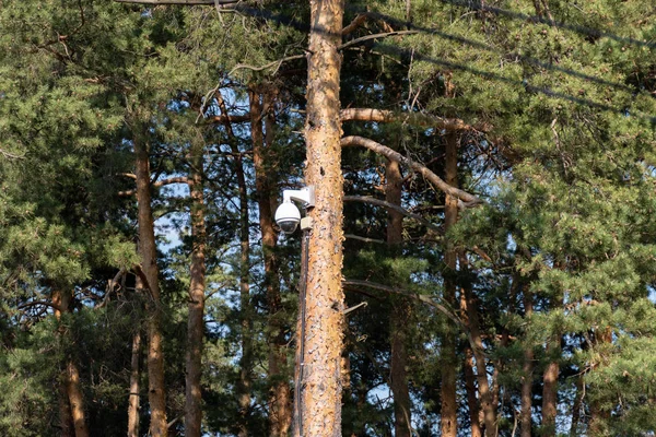 Videokamera ist an einem Baumstamm im Wald montiert. — Stockfoto