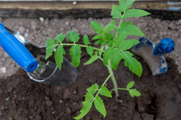 Domates fidesi ve bahçe aletleri. Yakından kapatın. Seçici odaklama.