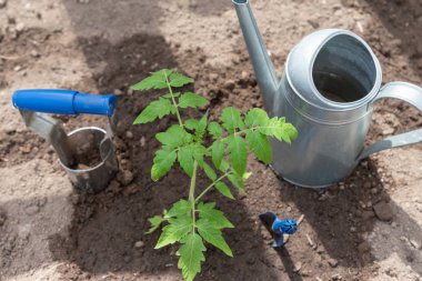 Bahçe aletleri ile domates fidesi. Yakından kapatın. Tarım kavramı