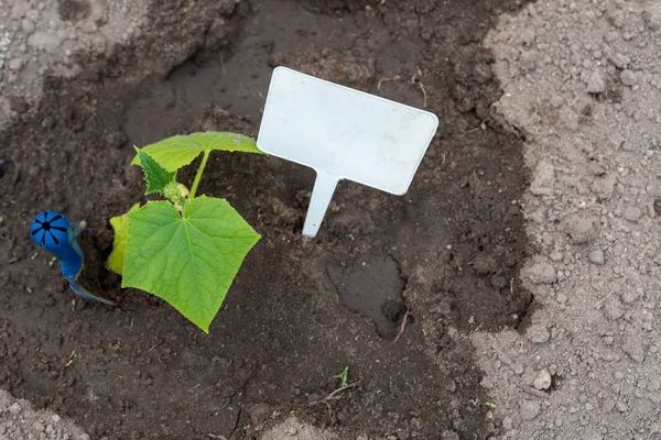 Fechar a planta cultivada de sementes de pepino verde. Conceito de trabalho de jardim backgrou — Fotografia de Stock