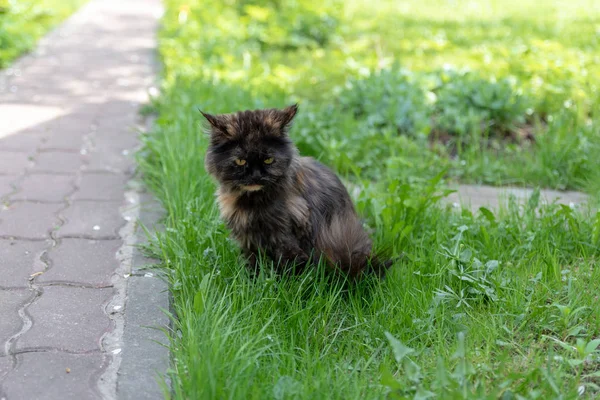 Söt katt med en blick. Naturlig bakgrund. — Stockfoto