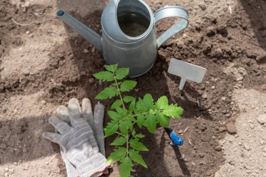 Bahçe aletleri ile domates fidesi. Yakından kapatın. Tarım kavramı