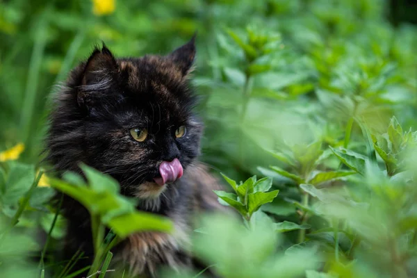 Bonito jovem gato lambe os lábios e olha para fora da grama verde . — Fotografia de Stock