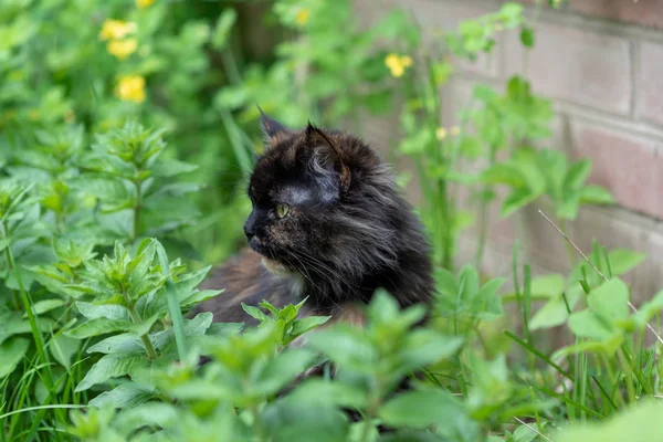 Bonito jovem gato olhando sentado na grama verde . — Fotografia de Stock