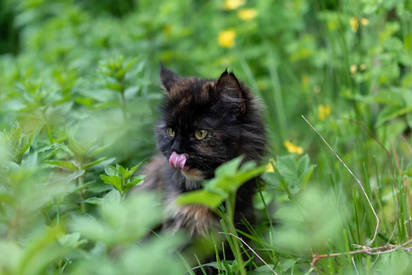 Bonito jovem gato lambe os lábios e olha para fora da grama verde . — Fotografia de Stock