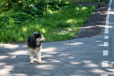 Yaşlı sadık tüylü köpek. Büyük üzgün terk edilmiş köpek.