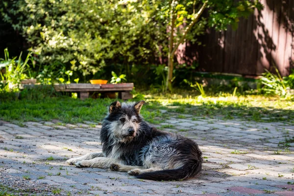 Yaşlı sadık tüylü köpek. Büyük üzgün terk edilmiş köpek.