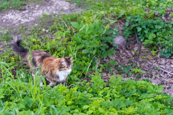 Gyönyörű bolyhos macska egy tekintete a háttérben a természet. — Stock Fotó