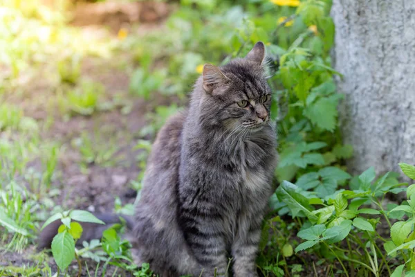 Um belo gato com um olhar se senta no gramado no jardim em um dia ensolarado de verão . — Fotografia de Stock