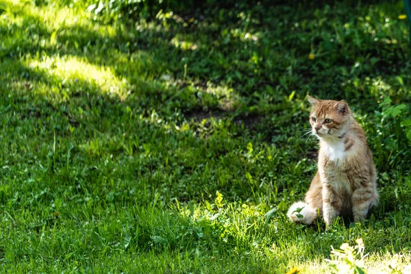 Um belo gato com um olhar se senta no gramado no jardim em um dia ensolarado de verão . — Fotografia de Stock