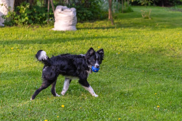 Genç bir köpek güneşli bir yaz gününde yeşil bir çim üzerinde oynar.