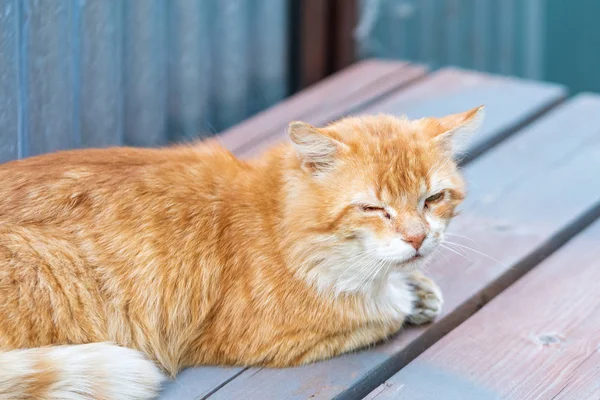 Red cat with a damaged eye lying on the boards. Close up.