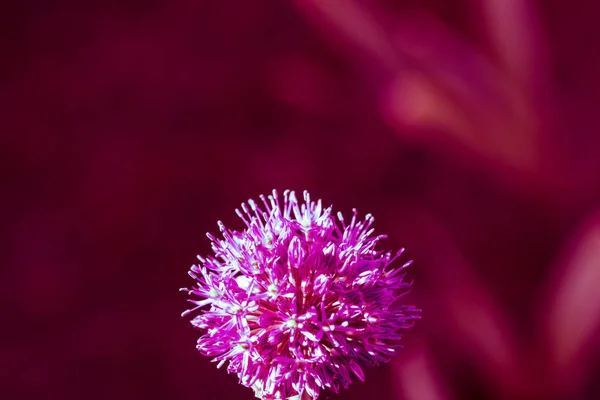 Abstraktní fialový kulatý květ na tónové purpurové pozadí. — Stock fotografie