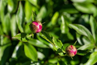 Bulanık yeşil yaprakların arka planda açılmamış şakayık yakın çekim tomurcuk