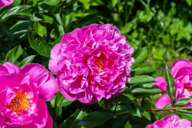 Çiçekli şakayıklar. Yakından kapatın. Çiçeklerin güzel arka plan.