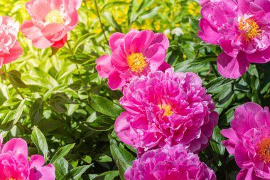 Çiçekli şakayıklar. Yakından kapatın. Çiçeklerin güzel arka plan.