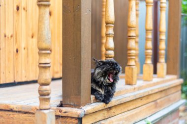 Genç güzel kedi esnedi. Kedi evde eski eski kırsal bir eşik yatıyor.