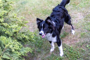  Çim üzerinde duran genç köpek. Köpek yakından bakıyor. Yumuşak odaklama.