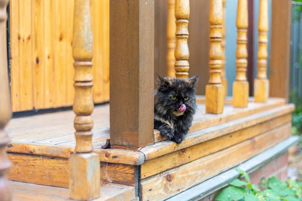 Die junge schöne Katze schaut aufmerksam und leckt die Lippen. die Katze liegt auf einer Schwelle altes ländliches Zuhause. — Stockfoto