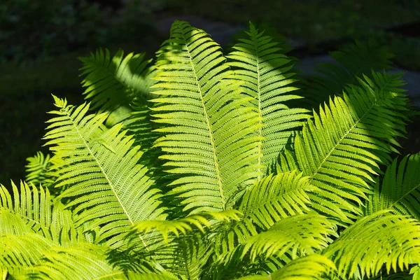 Hojas de helecho verde a la luz del sol. Patrón natural. Enfoque selectivo . —  Fotos de Stock