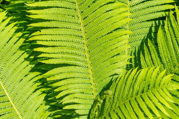 Grön ormbunke blad i solljus. Naturligt mönster. Selektivt fokus. — Stockfoto