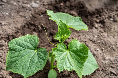 Genç salatalık tohumları toprağa ekildi. seçici odak.