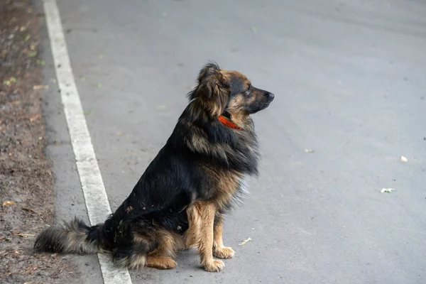 Shaggy lost dog sitting on a gray asphalt road and looking into the distance. Space for text