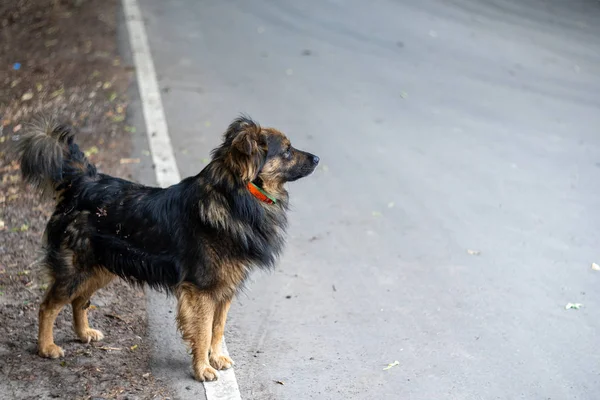 Shaggy kayıp köpek gri bir asfalt yolda duruyor ve mesafe içine bakar. Metin için alan