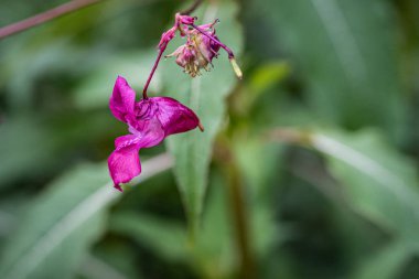 Bulanık arka planda lilium-pembe çiçek. Seçici odak. Kalp şeklinde çiçek.