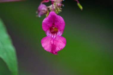 Bulanık arka planda lilium-pembe çiçek. Seçici odak. Close