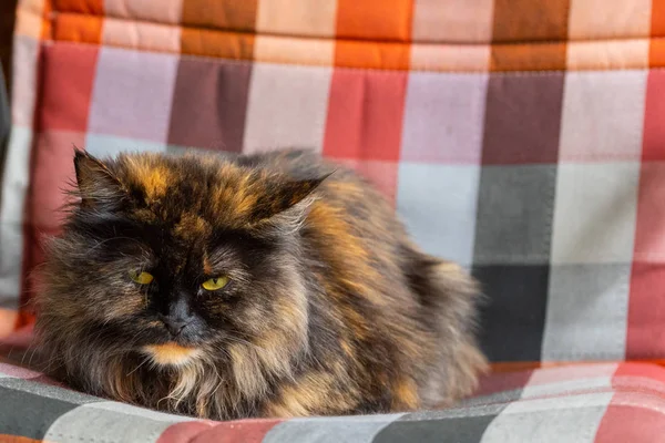 Yakından bakmak ile kabarık kedi bir peçe ile çok renkli bir yatakta yatıyor. yakın çekim — Stok fotoğraf