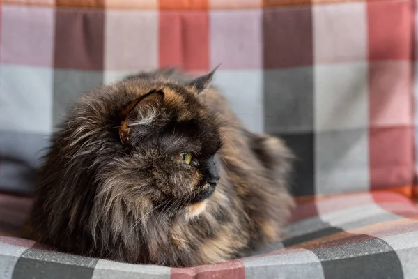 Yakından bakmak ile kabarık kedi bir peçe ile çok renkli bir yatakta yatıyor. yakın çekim — Stok fotoğraf