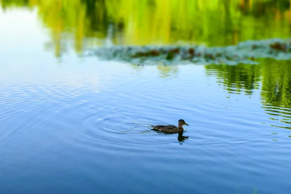 Eine Ente schwimmt in einem Teich auf einem verschwommenen Hintergrund aus Lilien und — Stockfoto