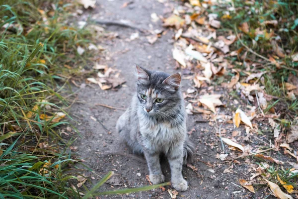 Gato cinza bonito com um olhar sobre o fundo da licença de outono — Fotografia de Stock