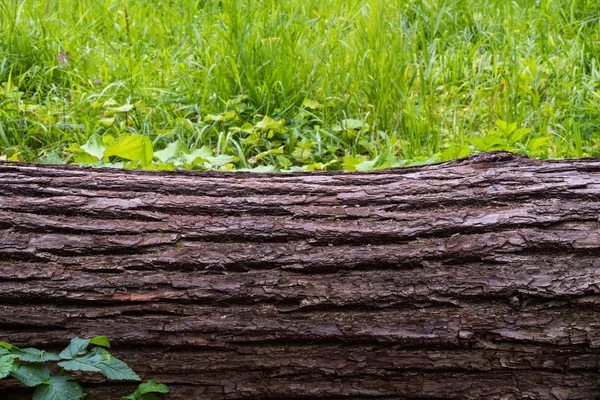 Fragment de rondin sur fond d'herbe verte — Photo