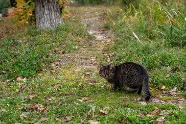 Sonbahar doğanın arka planda bir bakış ile güzel kedi