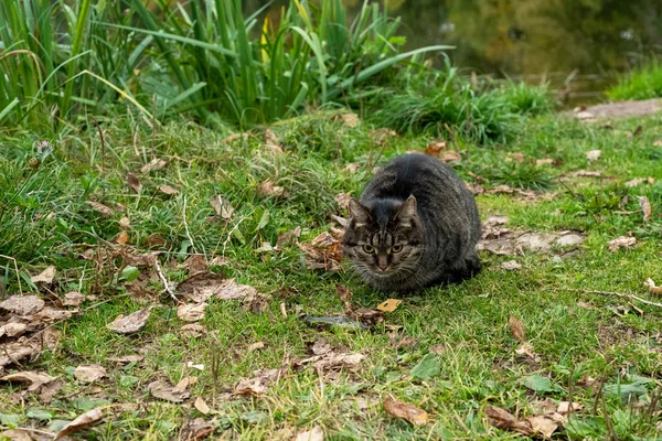 Sonbahar doğanın arka planda bir bakış ile güzel kedi — Stok fotoğraf