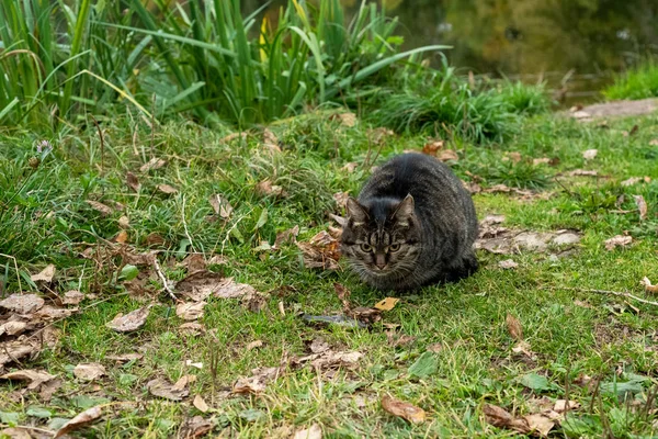 Mooie kat met een blik op de achtergrond van de herfst natuur — Stockfoto